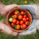 Online Gardening - bowl of tomatoes served on person hand