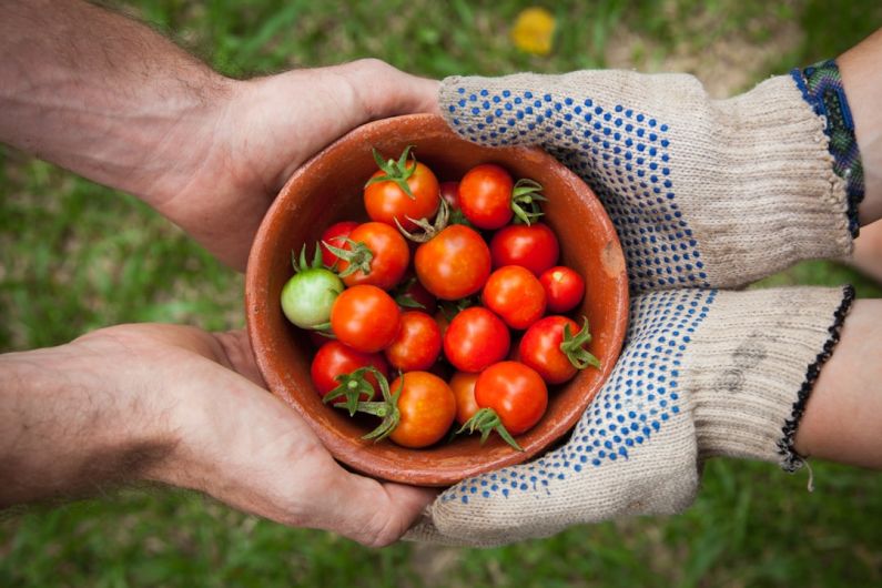 Online Gardening - bowl of tomatoes served on person hand
