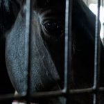 Pet Enclosure - Black horse standing in stable