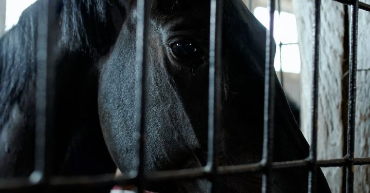 Pet Enclosure - Black horse standing in stable