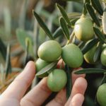 Grow Produce - Crop unrecognizable gardener picking organic green olives ripening on lush tree in agricultural garden