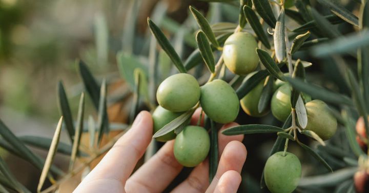 Grow Produce - Crop unrecognizable gardener picking organic green olives ripening on lush tree in agricultural garden