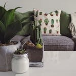 Photo of Plants on the Table