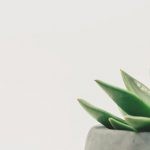 Minimalist - Succulent Plant on Gray Plant Pot Close-up Photo