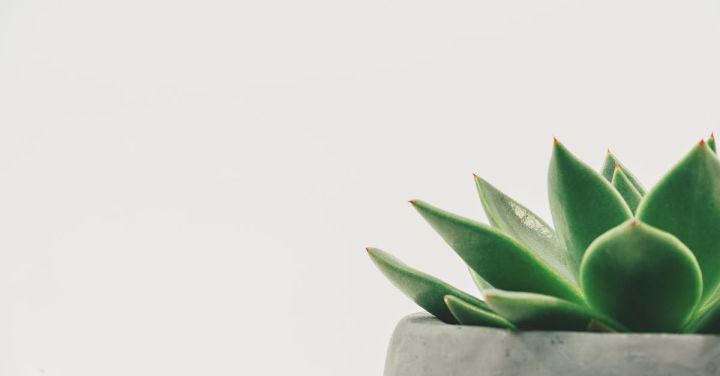 Minimalist - Succulent Plant on Gray Plant Pot Close-up Photo