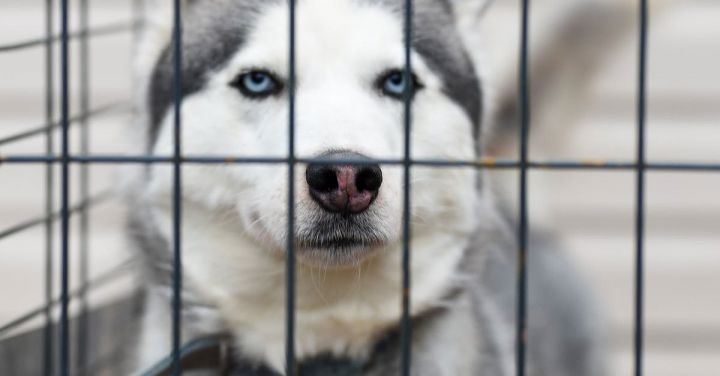 Kennels - White and Black Siberian Husky in Cage