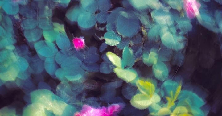 Cost-Effective Plants - Photo Effect of Spinning Leaves and Flowers