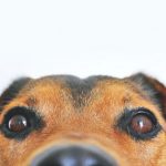 Pet Breeds - Closeup Photo of Brown and Black Dog Face