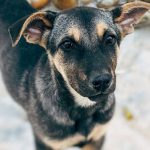 Adopt Pet - Photo of Black Short Coated Dog