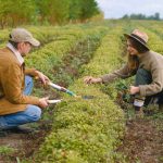 Gardening Supplies - Farmers working on plantation with greens
