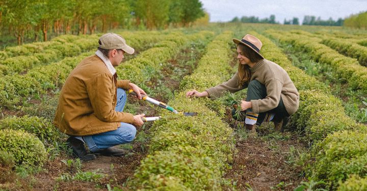 Gardening Supplies - Farmers working on plantation with greens